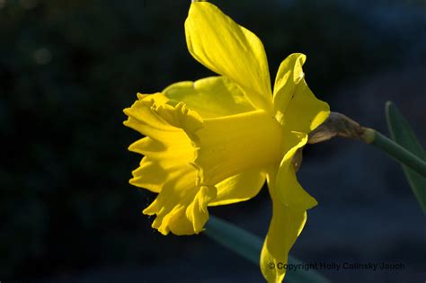 Daffodil 1 Daffodil Holly Jauch Flickr