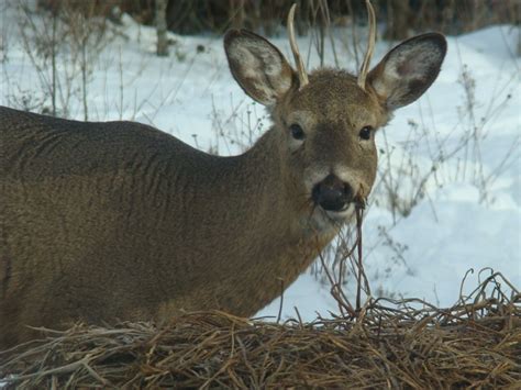 Antlerless Deer License Application Results Now Available