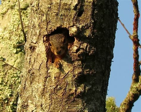 Tiny Squirrel Hole In A Tree By Monreve