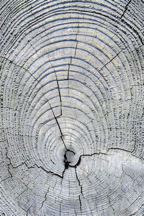 Cracked Pine Tree Trunk In Cross Section Stock Image Image Of Woods