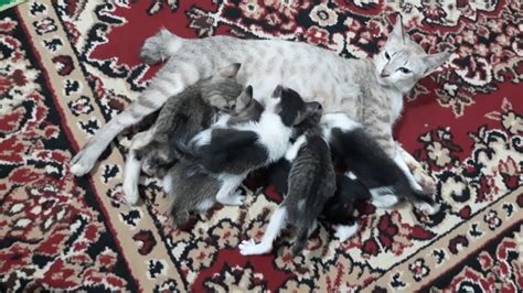 For that reason, we should first find out why a cat meows too much and then take a proper action. Cat meows calling her kittens to drink milk - YouTube