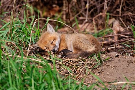 Sleeping Fox Kit Rfoxes
