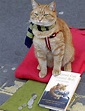 Un gato callejero llamado Bob: una historia que te hará amar a los ...