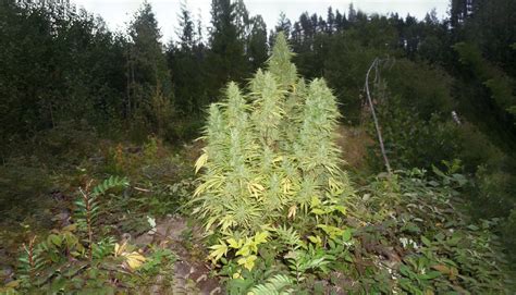 How To Gorilla Grow Cannabis Canadacannabisdispensary