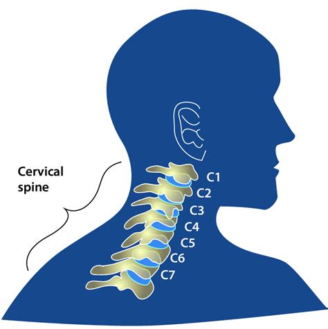 Cervical Spine Diagram Picture Of Spine Expert Neurol