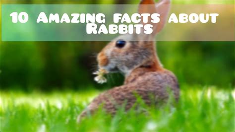 10 Amazing Facts About Rabbits Youtube