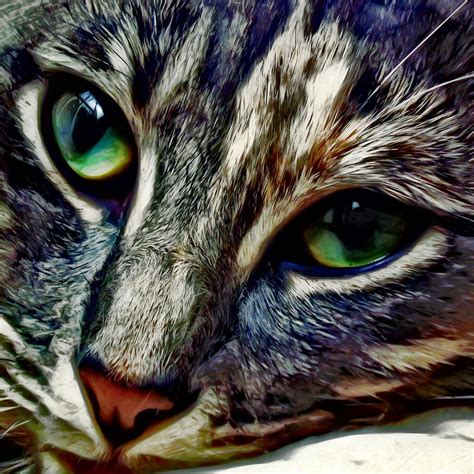 Feline Face Photograph By David G Paul Fine Art America