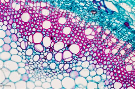 Crosssection Plant Stem Under The Microscope For Classroom Education