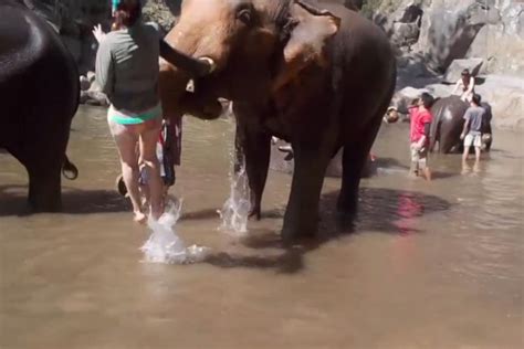 Watch Woman Tries To Bathe Elephant Gets Thrown