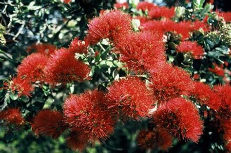 Pōhutukawa Flowers Tall Broadleaf Trees Te Ara Encyclopedia Of New