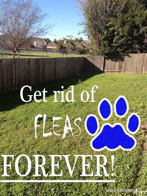 Get Rid Of Fleas Naturally Flea Remedies Natural Remedies Homeopathic