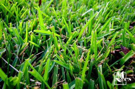 Zoysia Vs St Augustine Choose The Perfect Grass For Your Lawn