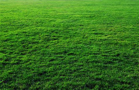 Thick Free Grass Texture Or Green Lawn Background Photo Image Free
