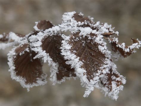 Frosted Leaves Free Photo Download Freeimages