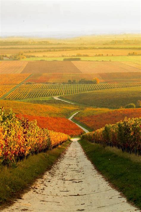 Autumn Vineyard In Hungary Rh Beautiful World Beautiful Places