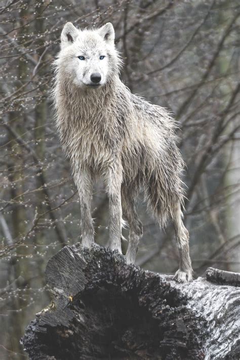 37 Breathtaking Wildlife Pictures Of Beautiful Arctic Wolves Wildlife