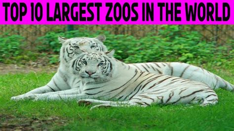 Top 10 Largest Zoos In The World Biggest Zoo Amazing Things Youtube