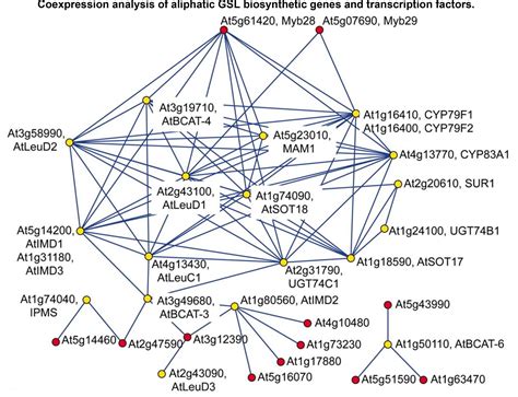 Frontiers Gene Discovery Of Characteristic Metabolic Pathways In The