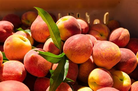 The South Faces A Summer With Fewer Peaches The New York Times