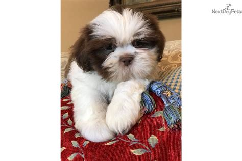 Find shih tzu puppies and breeders in your area and helpful shih tzu information. Marvin: Shih Tzu puppy for sale near Detroit Metro, Michigan. | c907e5a4-0ea1