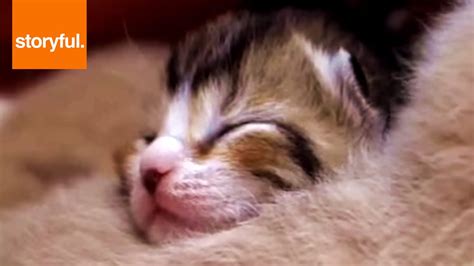 Newborn Kittens Open Sleepy Eyes Storyful Cats Youtube