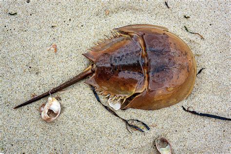 Horseshoe Crab In Truro Beach Massachusetts On Cape Cod Photograph By