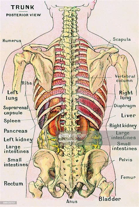 Vintage Anatomical Study Of The Human Torso Posterior View Showing
