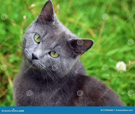 A Grey Chartreux Breed Cat In The Garden Stock Photo Image Of