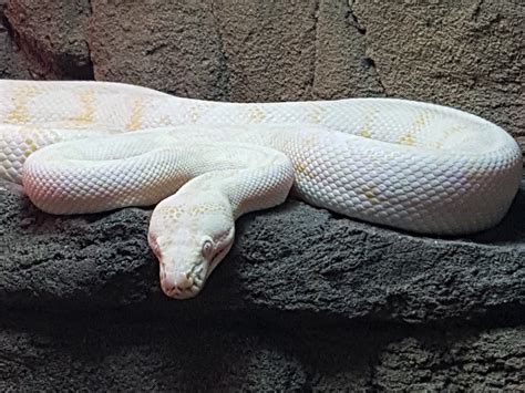 Albino Darwin Carpet Python Yearling For Sale