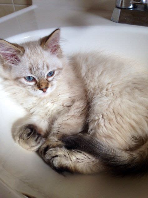 Hazel Siamese Mix Rescue Kitten Siamese Maine Coonslong Haired