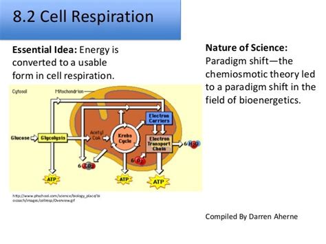 8 2 Cell Respiration