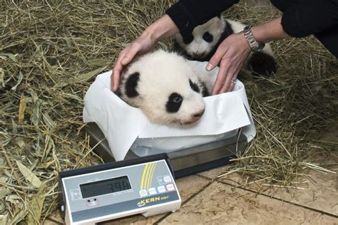 Viennas Giant Panda Twins Un Officially Named Zooborns