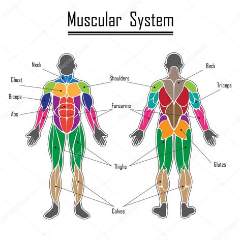 Anatomical diagram showing a front view of muscles in the human body. Dibujos: sistema muscular dibujo | sistema muscular humano ...