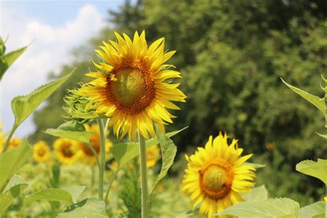 Photos Sunflower Fields Start Blooming In Poolesville Montgomery