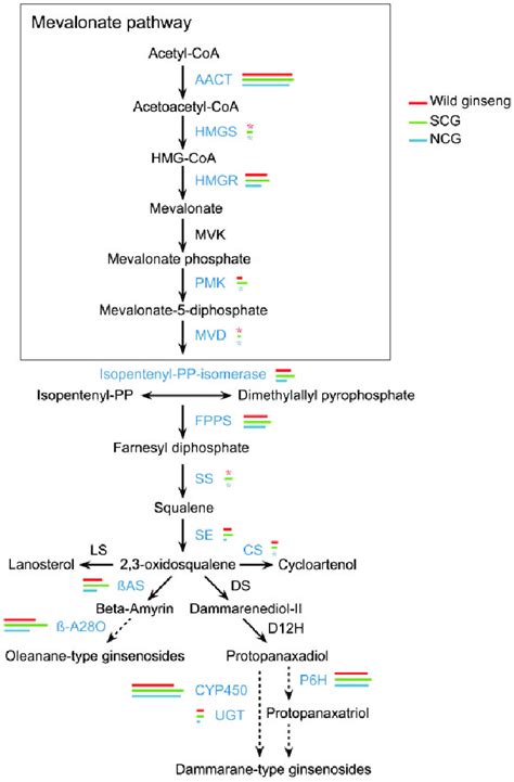Ginsenoside Biosynthesis Pathway And Dna Polymorphisms For The 15 Download Scientific Diagram