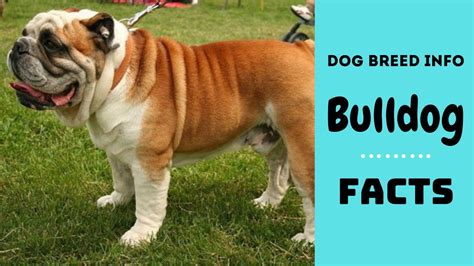 Bulldog Dog Breed All Breed Characteristics And Facts About Bulldogs