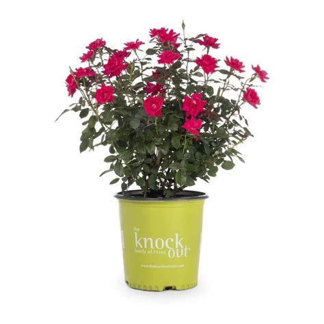 1 Gallon In Pot Red Double Knock Out Rose Lw02389 At