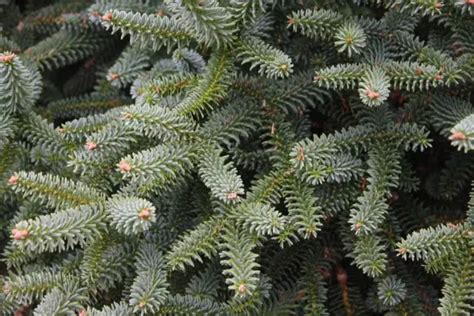 Abies Pinsapo Kelleris Zahradní Centrum Strakovo Sro