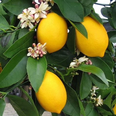 Improved Dwarf Meyer Lemon Trees Fruit Garden Meyer Lemon Tree