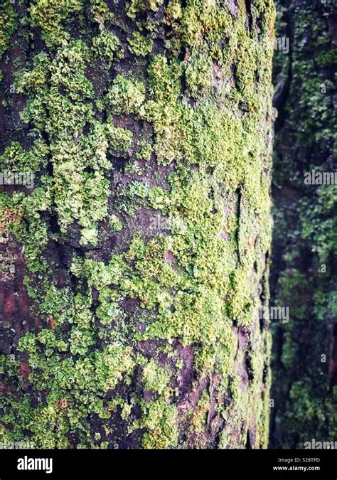 Moss Growing On Trees Stock Photo Alamy