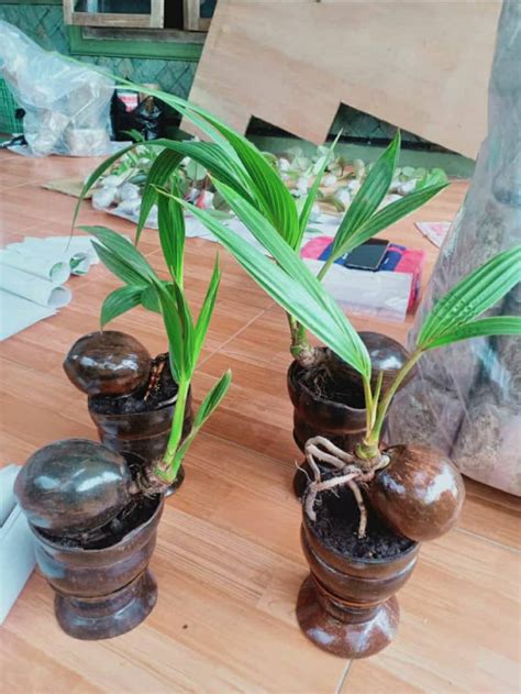Exotic Plant Bonsai Coconut Tree Living Plantwith Etsy