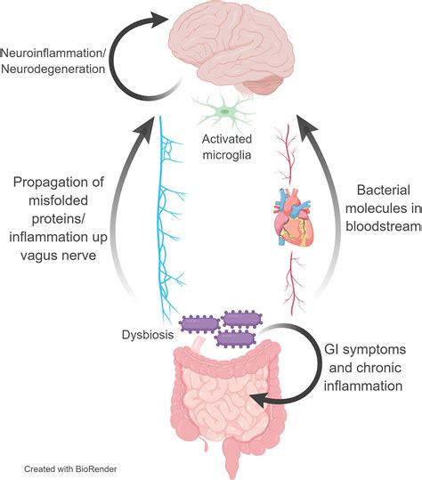 Bottoms Up The Role Of Gut Microbiota In Brain Health Radisavljevic