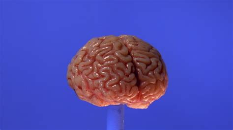 Worlds Best Human Brain Stock Video Clips And Footage Getty Images