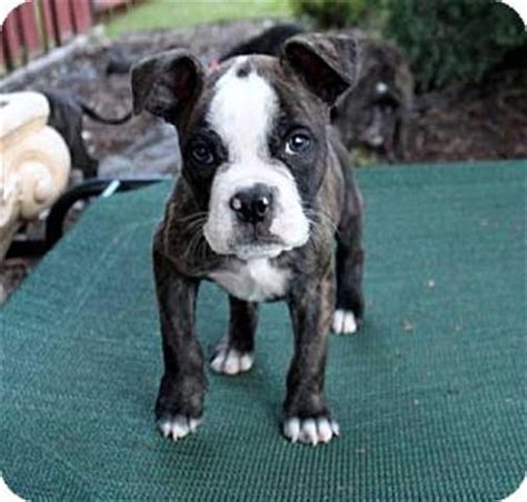 andover ct american bulldogboston terrier mix meet puppy ranger  puppy  adoption