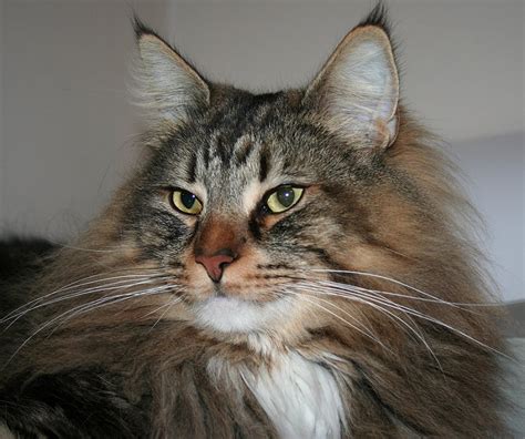 Norwegian Forest Cat Breeder Of Norwegian Forest Kittens