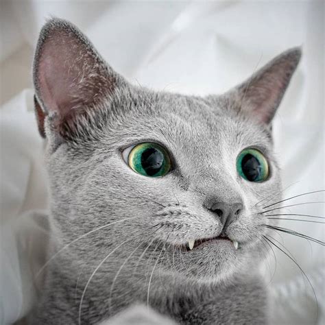 mesmerizing photos of russian blue cats with green eyes