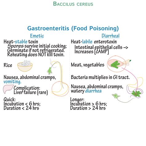 Immunologymicrobiology Glossary Bacillus Cereus Infection Draw It