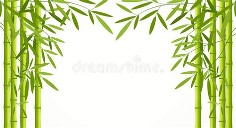 Tiges En Bambou Vertes Avec Des Feuilles D Isolement Sur Le Fond Blanc