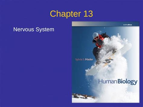PPT Chapter 13 Nervous System Points To Ponder What Are The Three