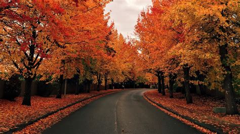 Tree Lined Road In Autumn Windows 10 Spotlight Images